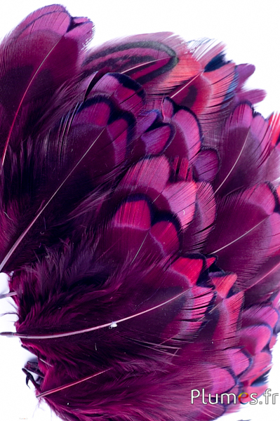 Faisan de Colchide - 3-5 cm - aubergine